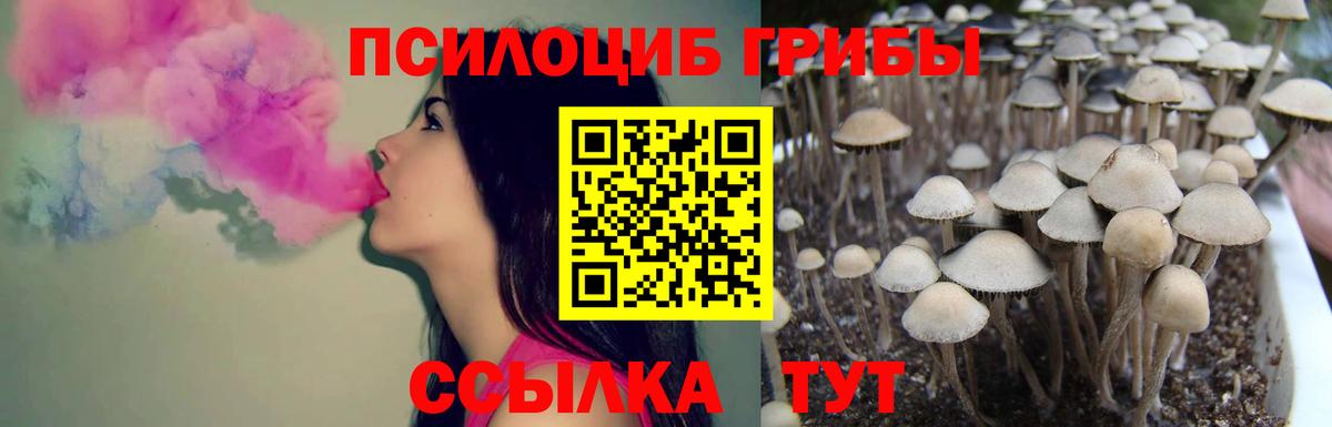 Галлюциногенные грибы Psilocybine cubensis  Псилоцибиновые грибы GOLDEN TEACHER  Красный Сулин  Вход с VPN 